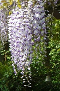 25th May 2011 - wisteria