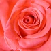 My favorite rose by svestdonley