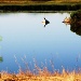 Morning Pond by melinareyes