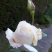  First rose this year by rosbush