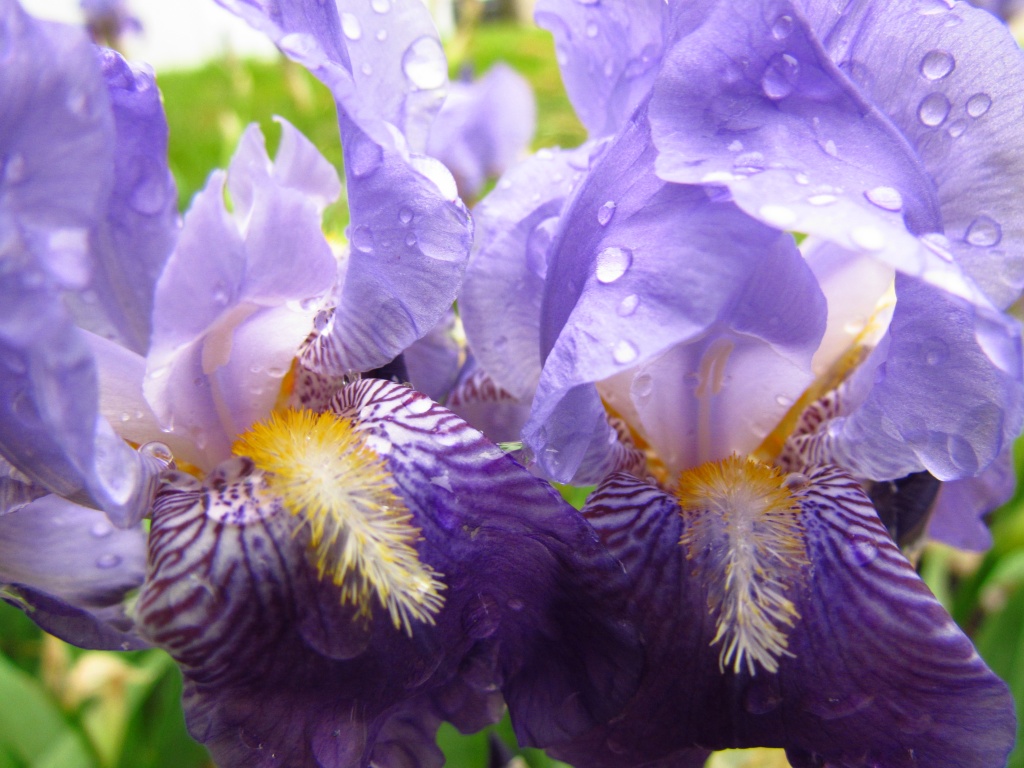 Purple Iris by juletee