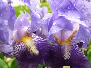 25th May 2011 - Purple Iris