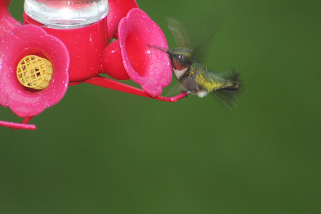 Hungry hummingbird by mandyj92