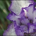 Iris by hjbenson