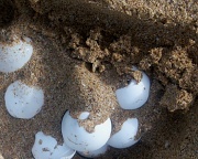 7th Apr 2010 - turtle eggs