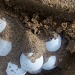 turtle eggs by bruni