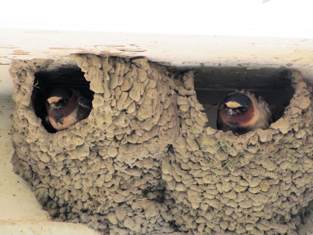 Barn swallows. by maggie2
