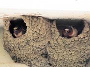 26th May 2011 - Barn swallows.