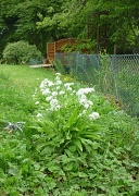 26th May 2011 - Allan's wild garlic