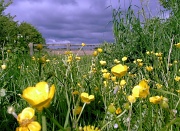 26th May 2011 -  Buttercups