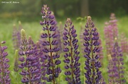 26th May 2011 - Lupines
