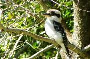 27th May 2011 - Kookaburra in Elm