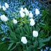 JUST LOVE THE WHITE TULIPS by bruni