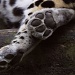 Big Cats Paw by netkonnexion