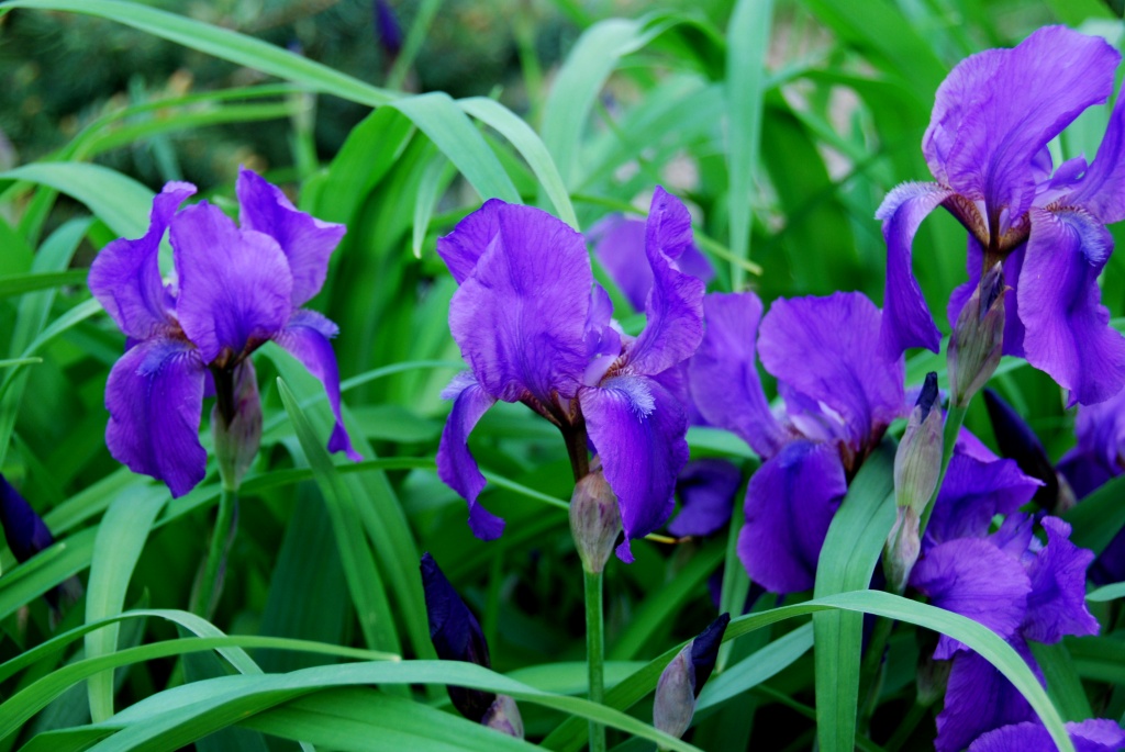 Irises by dakotakid35