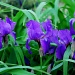 Irises by dakotakid35