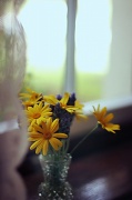 24th May 2011 - flowers on the windowsill