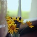 flowers on the windowsill by pocketmouse