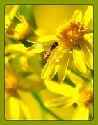 26th May 2011 - Bee Happy! 