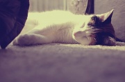26th May 2011 - Pavlov's cat