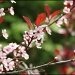 Spring Blossoms in VT by hjbenson