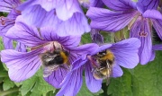 27th May 2011 - Double bee