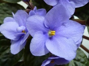 27th May 2011 - African Violet