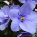 African Violet by moominmomma