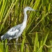 Little Blue Heron - Juvenile by twofunlabs