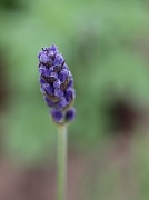 27th May 2011 - Lavender