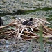 Coot Nest by natsnell