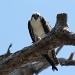 Osprey Trail at Honeymoon Island, Florida by mandyj92