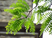 27th May 2011 - Leaves