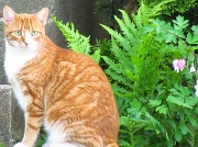 26th May 2011 - Neighbor Cat