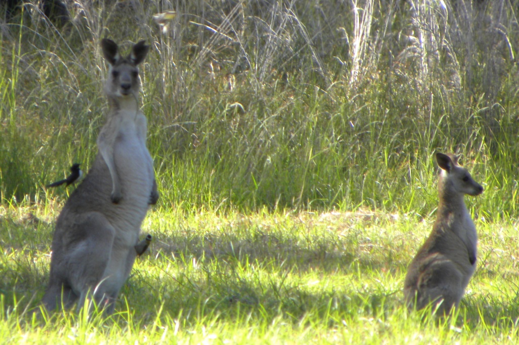 Willy Wagtail on Kangaroo by ubobohobo