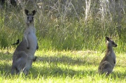 28th May 2011 - Willy Wagtail on Kangaroo