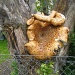 humongous fungus  by jmj