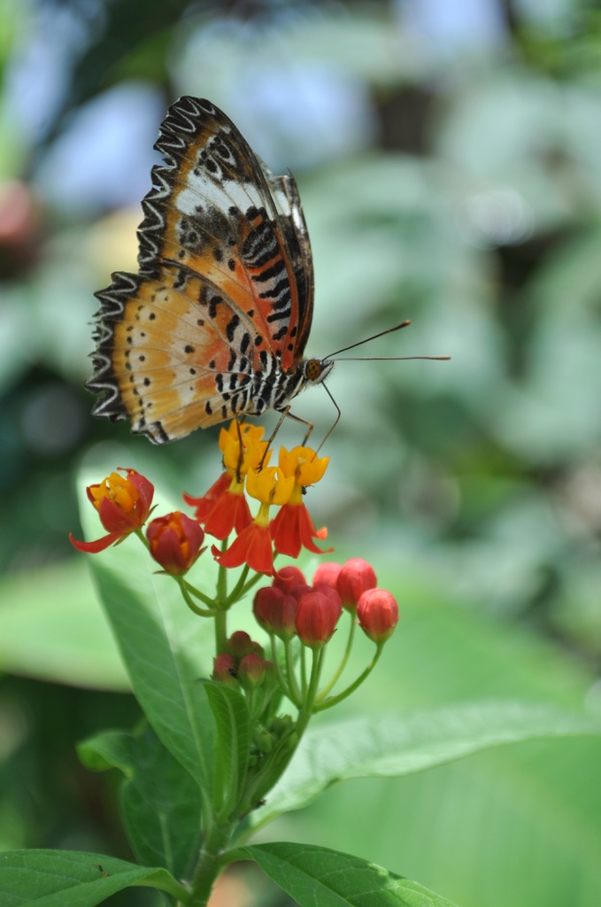 Butterfly Garden in St Maarten, Caribbean Islands by Weezilou