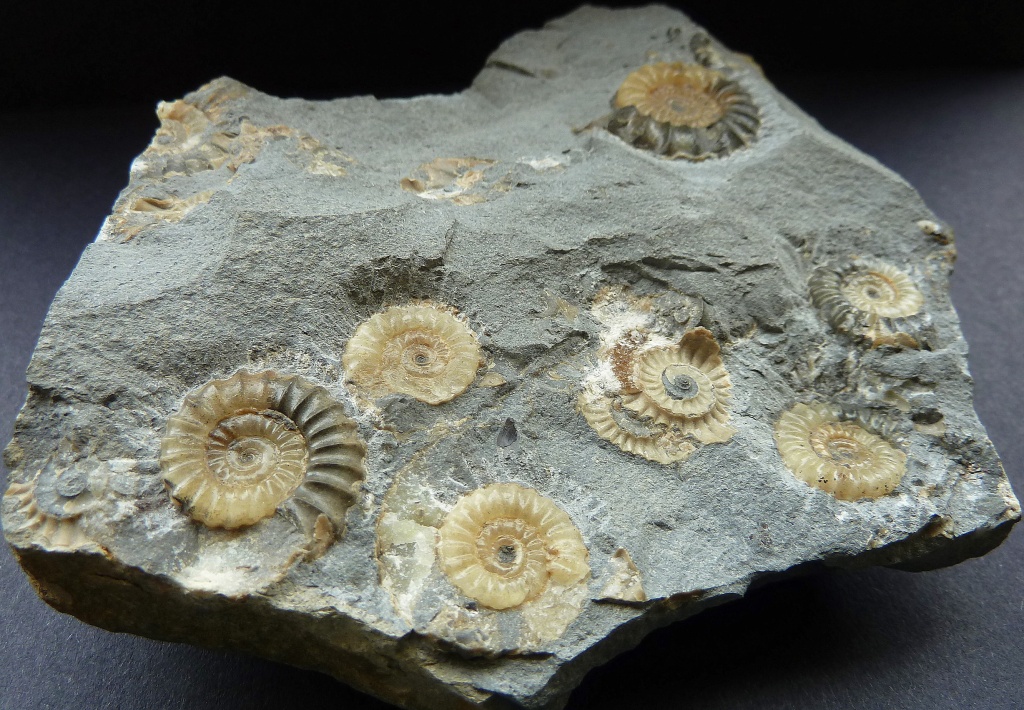 Ammonite fossils by dulciknit