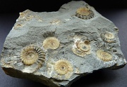 28th May 2011 - Ammonite fossils