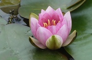 28th May 2011 - Water lily