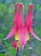 27th May 2011 - Columbine Side view