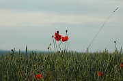 28th May 2011 - In the wheat field
