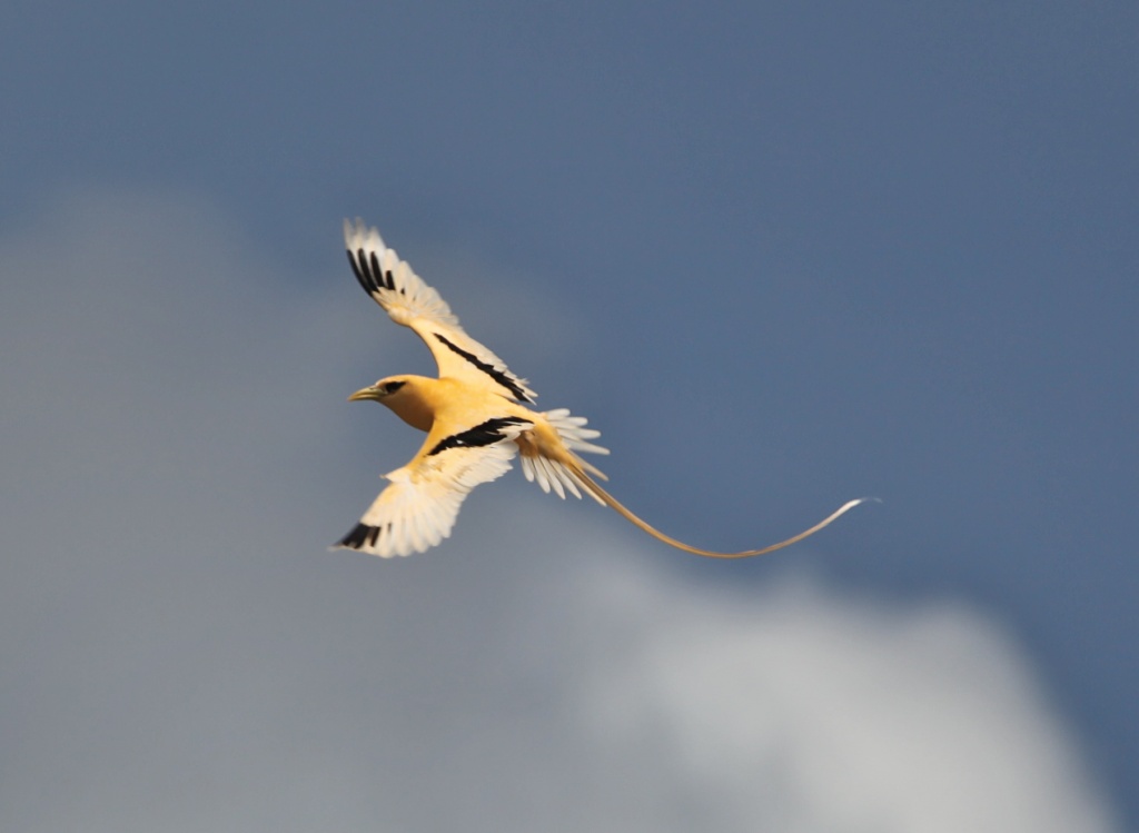Golden bosun bird in flight by lbmcshutter