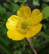 29th May 2011 - Buttercup