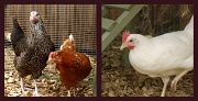 29th May 2011 - Chick, chick, chick, chick, chicken!