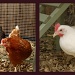Chick, chick, chick, chick, chicken! by judithg