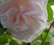 29th May 2011 - Rose