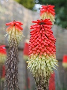26th May 2011 - Red hot poker