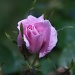Lavender rose by svestdonley